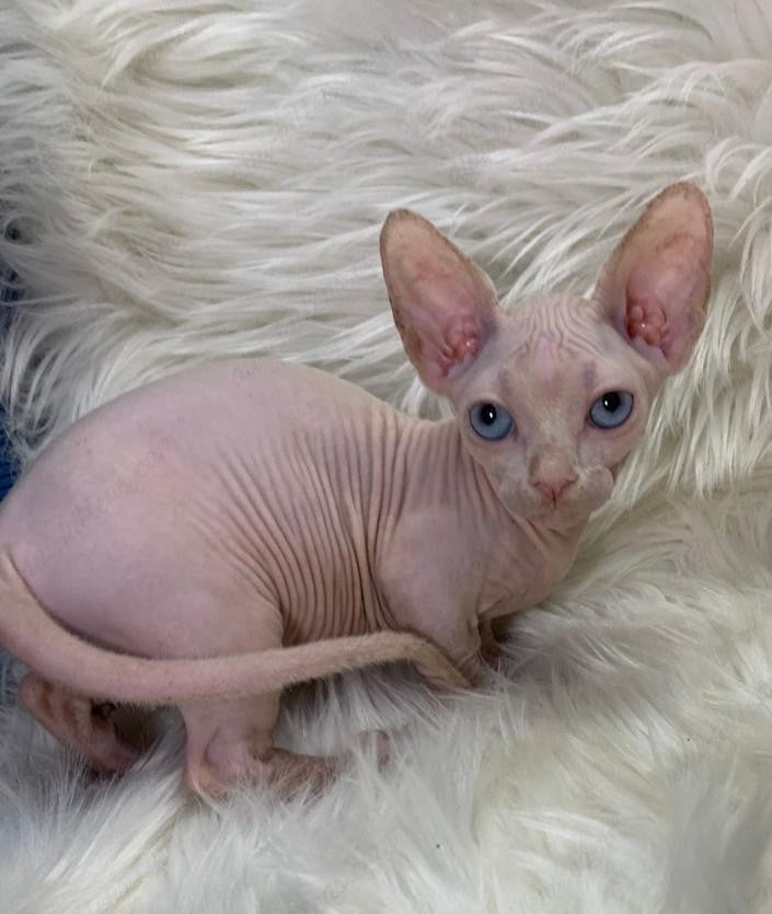 Bambino Kitten Name "Zina"