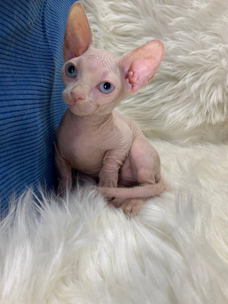 Bambino Kitten Name "Zina"
