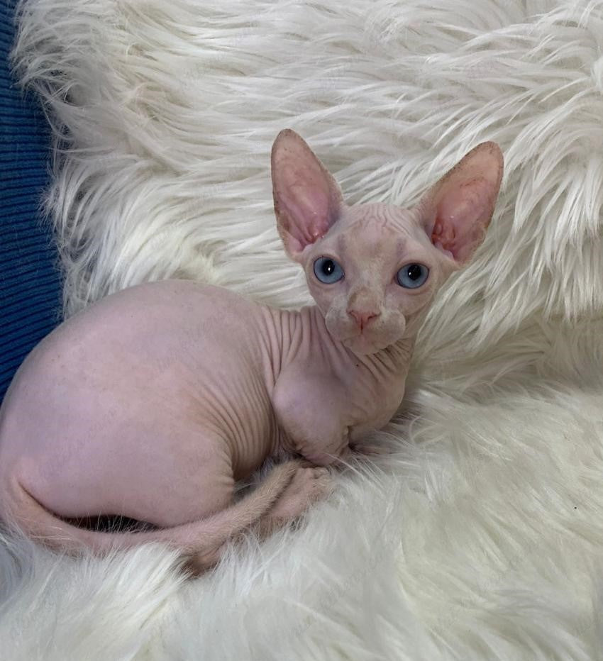 Bambino Kitten Name "Zina"