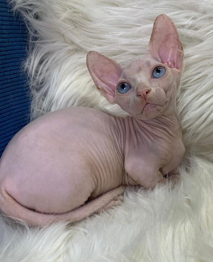 Bambino Kitten Name "Zina"