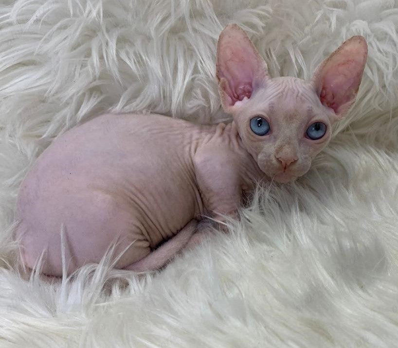 Bambino Kitten Name "Zina"