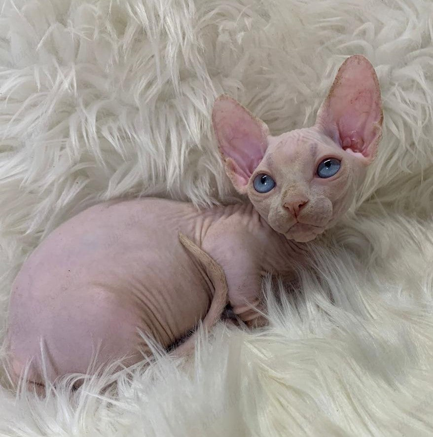 Bambino Kitten Name "Zina"