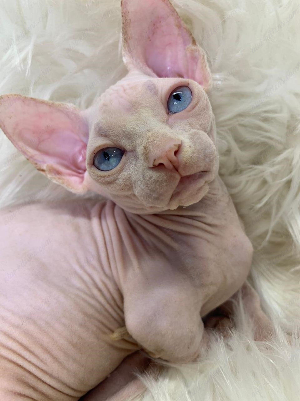 Bambino Kitten Name "Zina"