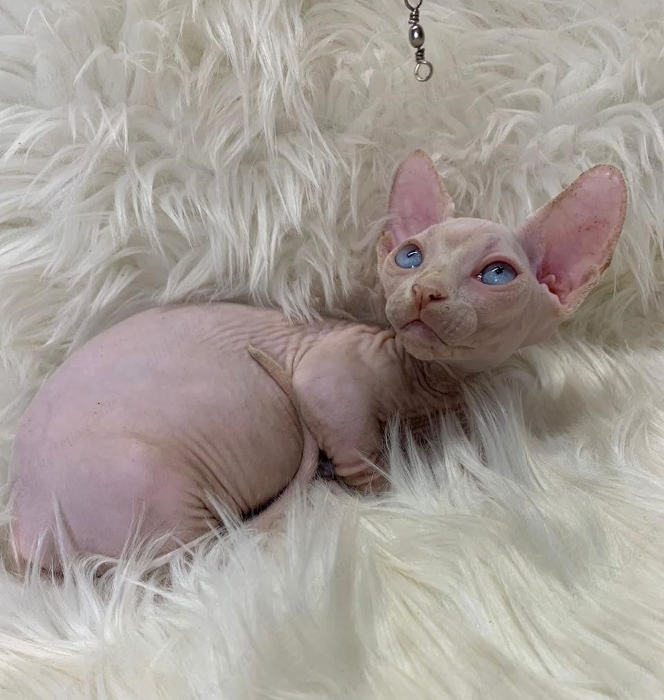 Bambino Kitten Name "Zina"