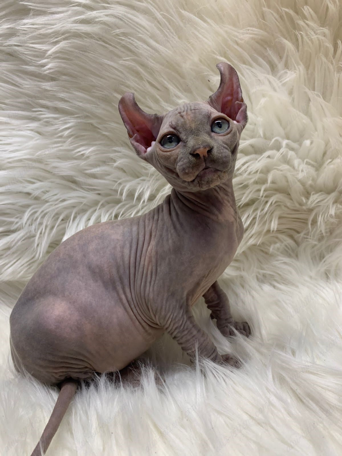 Elf Kitten Name "Ef-004"