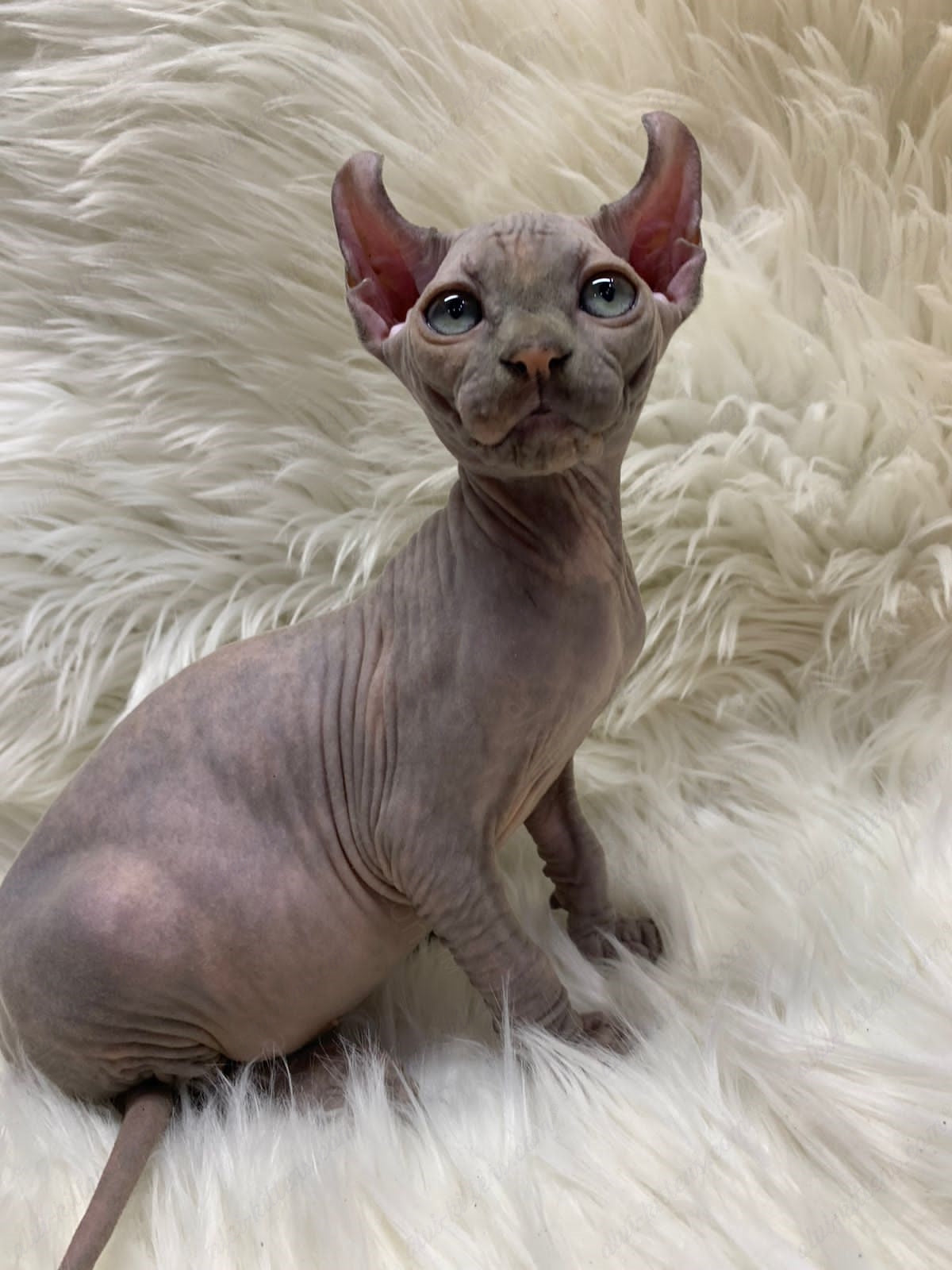 Elf Kitten Name "Ef-004"