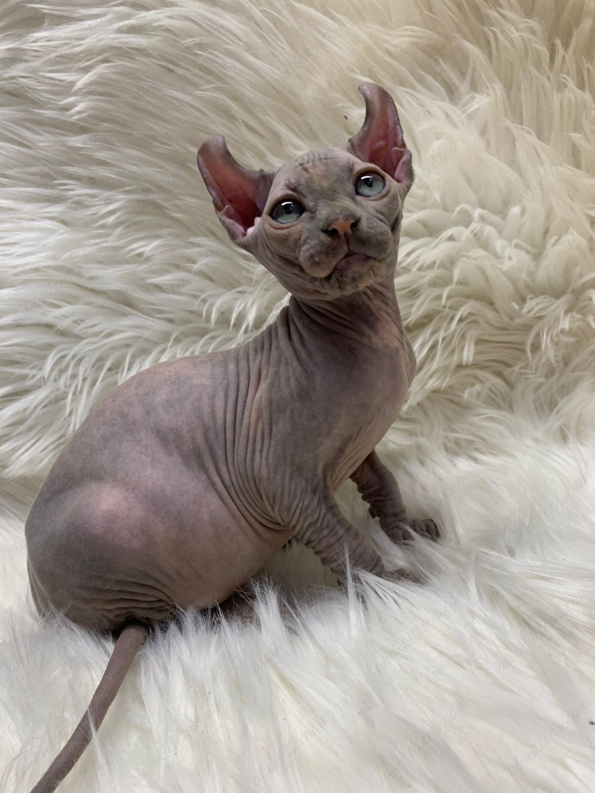 Elf Kitten Name "Ef-004"