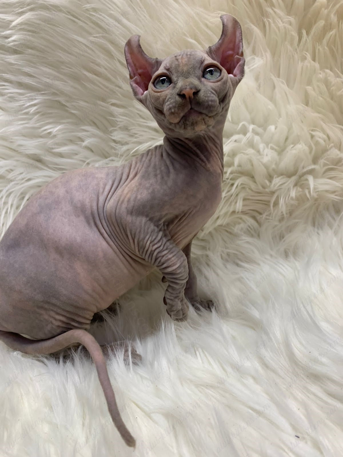 Elf Kitten Name "Ef-004"