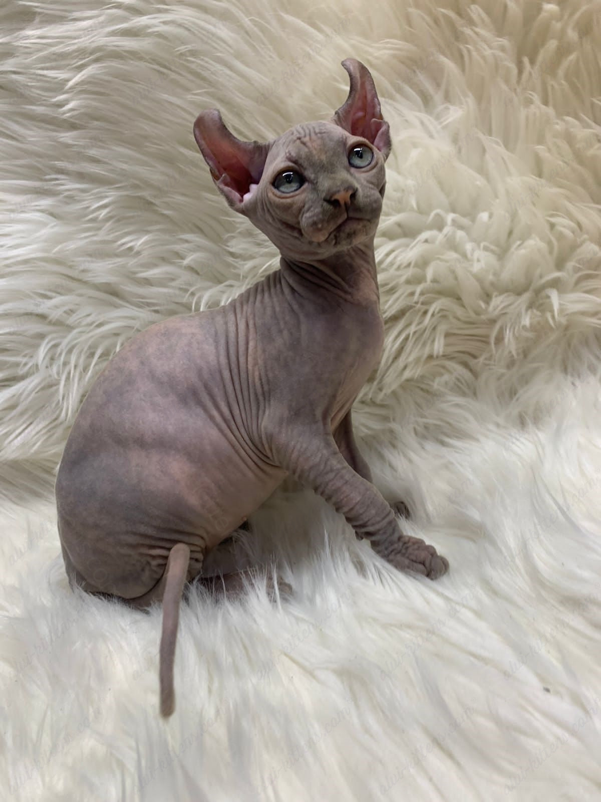 Elf Kitten Name "Ef-004"