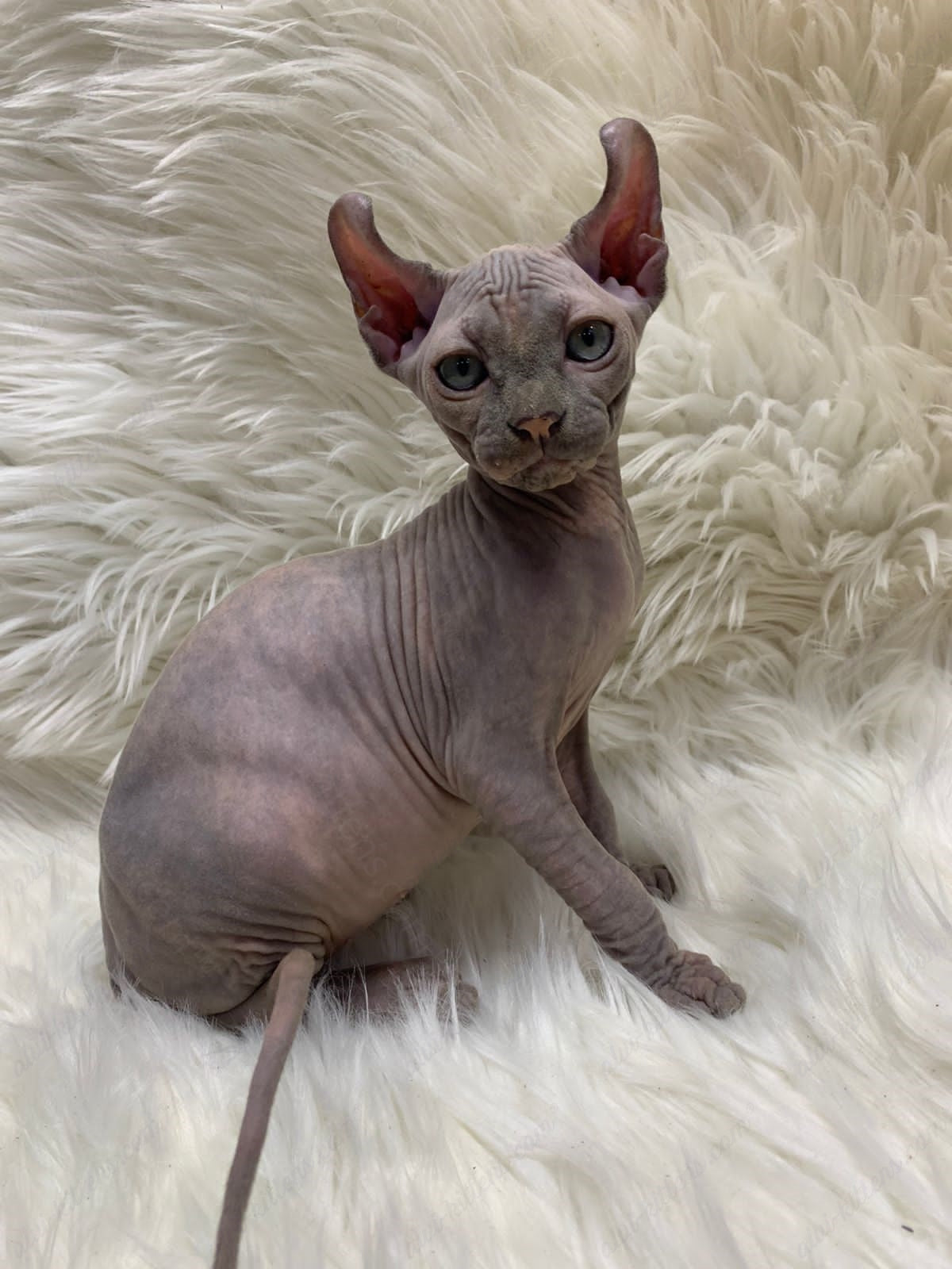 Elf Kitten Name "Ef-004"