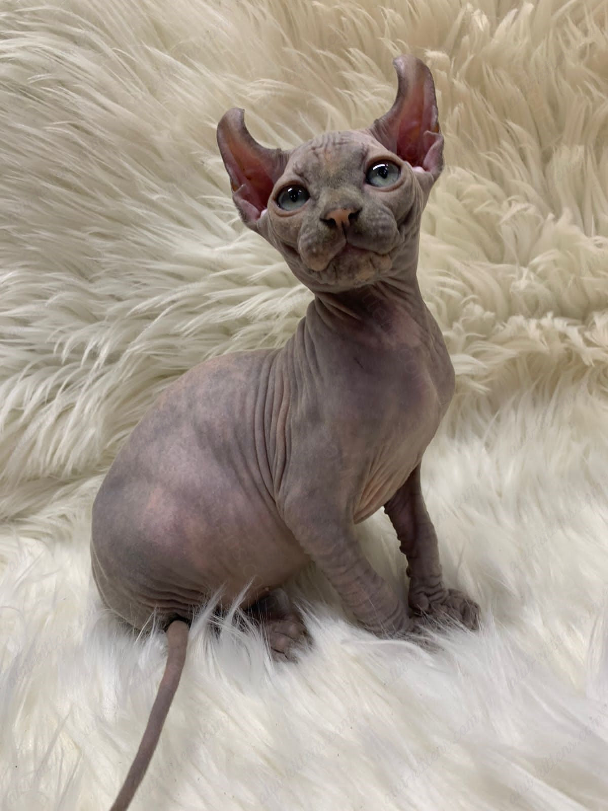 Elf Kitten Name "Ef-004"