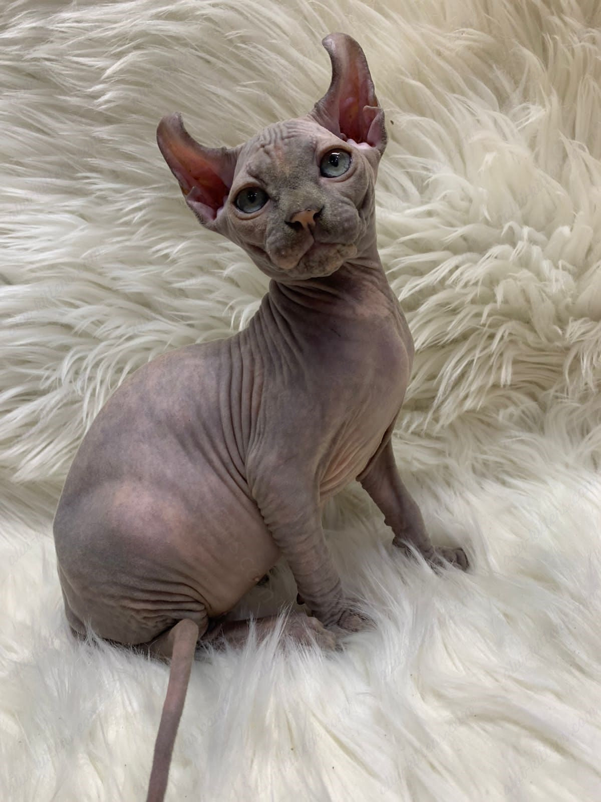 Elf Kitten Name "Ef-004"