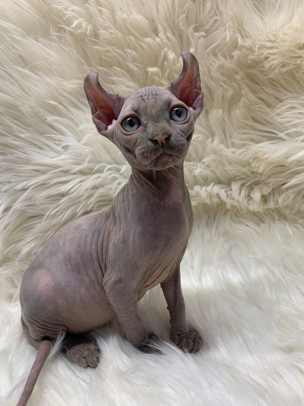 Elf Kitten Name "Ef-004"