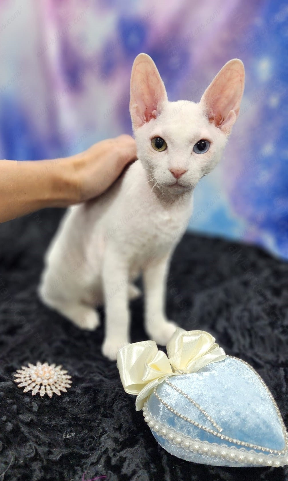 Canadian Sphynx "Csm-024" Flock & Odd-Eyed * Available NOW in Abington *