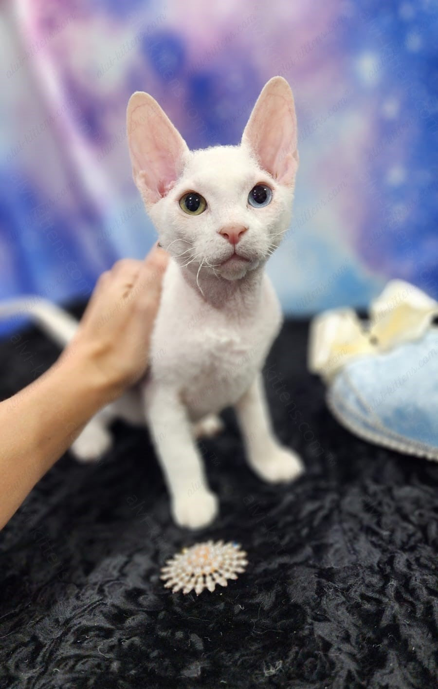 Canadian Sphynx "Csm-024" Flock & Odd-Eyed * Available NOW in Abington *