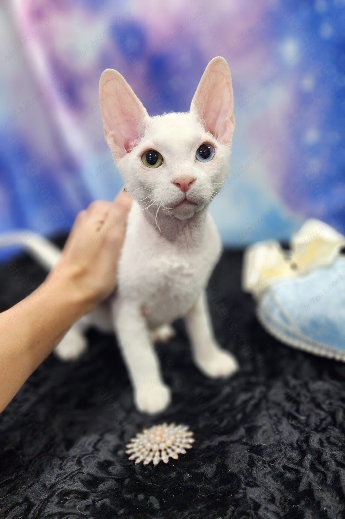 Canadian Sphynx "Csm-024" Flock & Odd-Eyed * Available NOW in Abington *