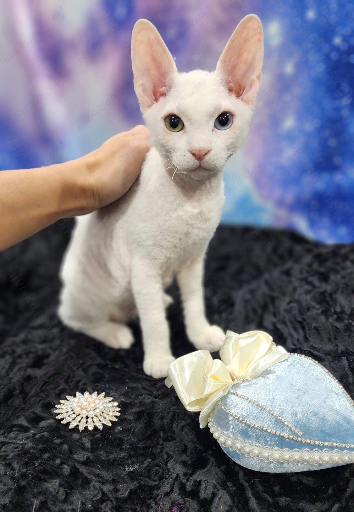 Canadian Sphynx "Csm-024" Flock & Odd-Eyed * Available NOW in Abington *