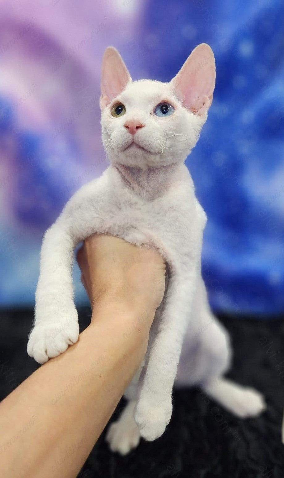 Canadian Sphynx "Csm-024" Flock & Odd-Eyed * Available NOW in Abington *