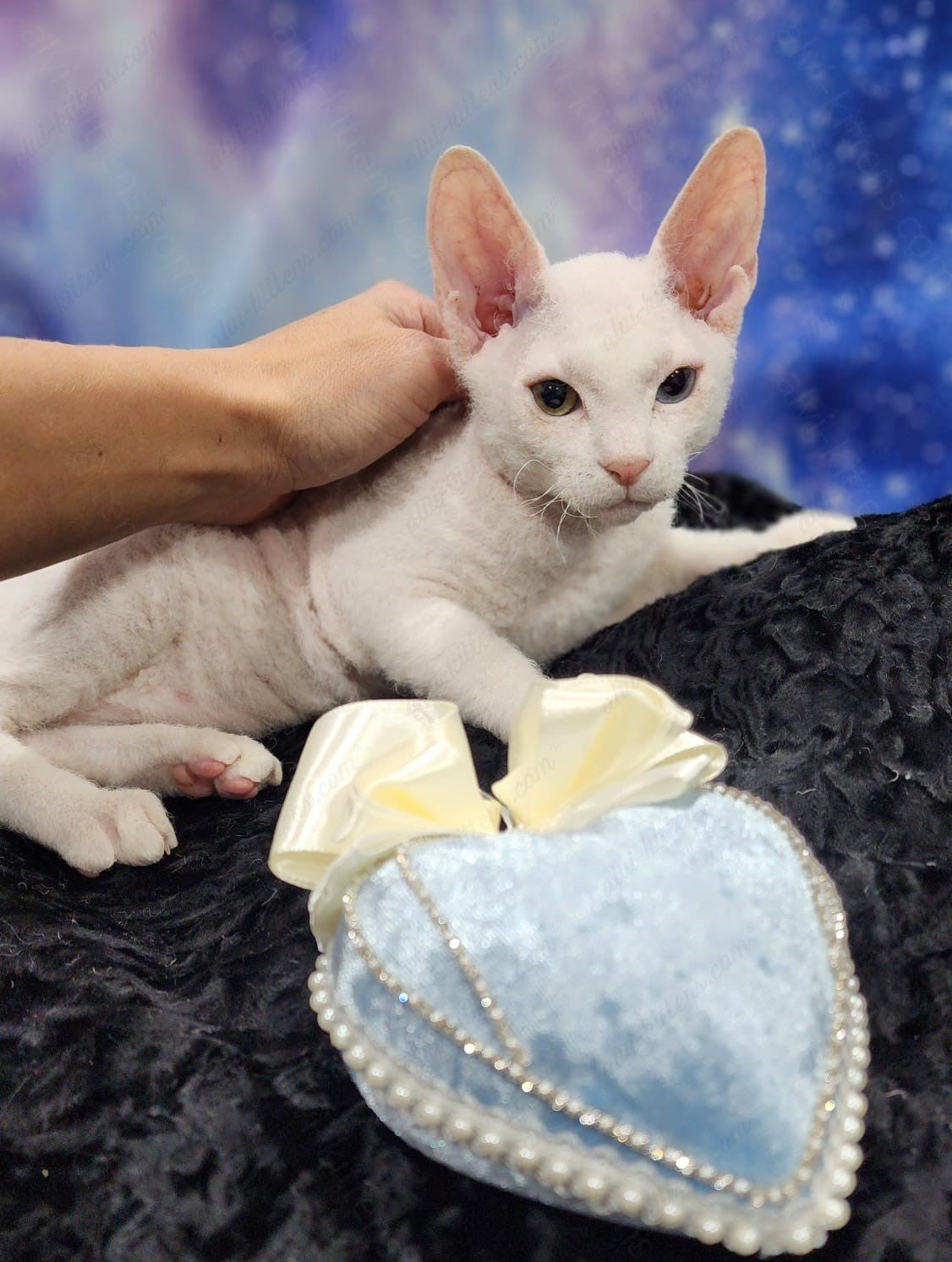 Canadian Sphynx "Csm-024" Flock & Odd-Eyed * Available NOW in Abington *