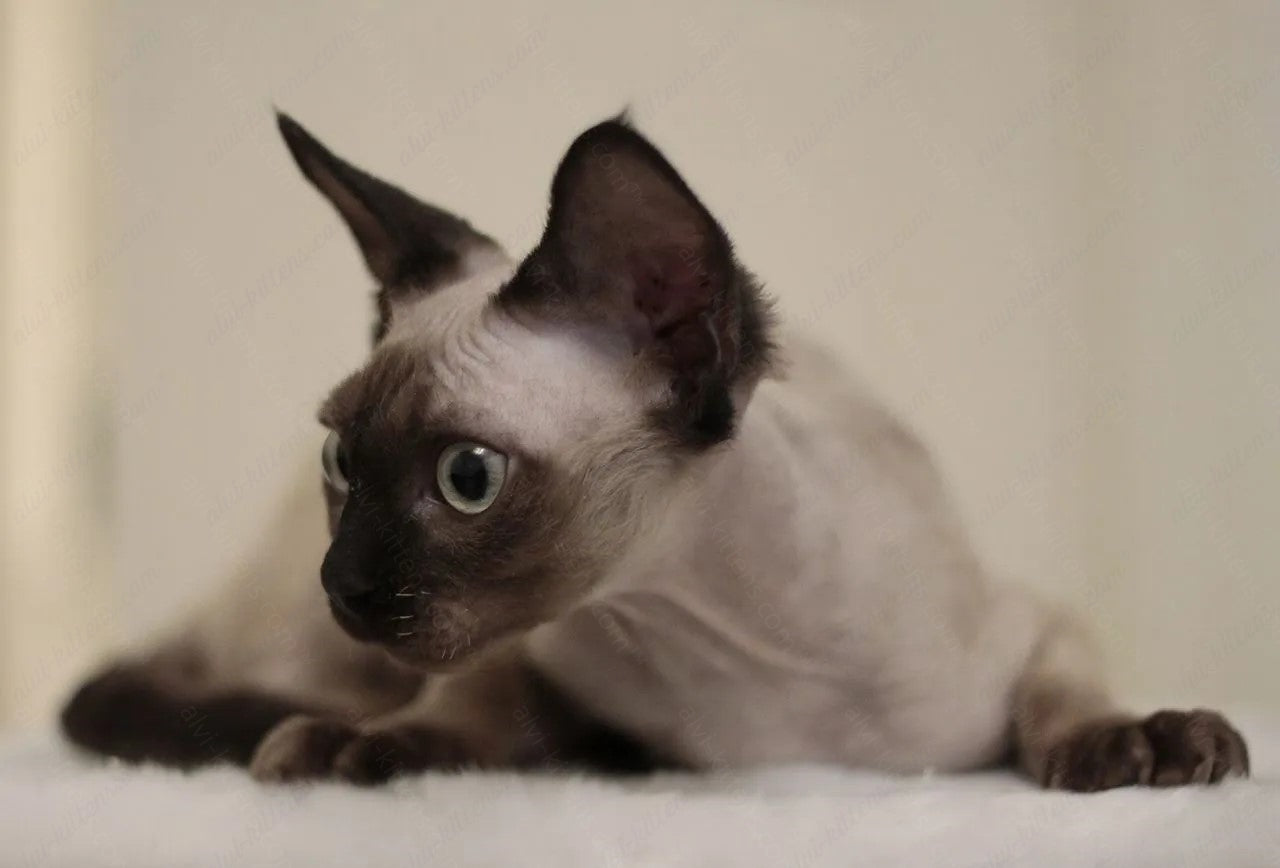 Devon rex kitten name "DRm-001"