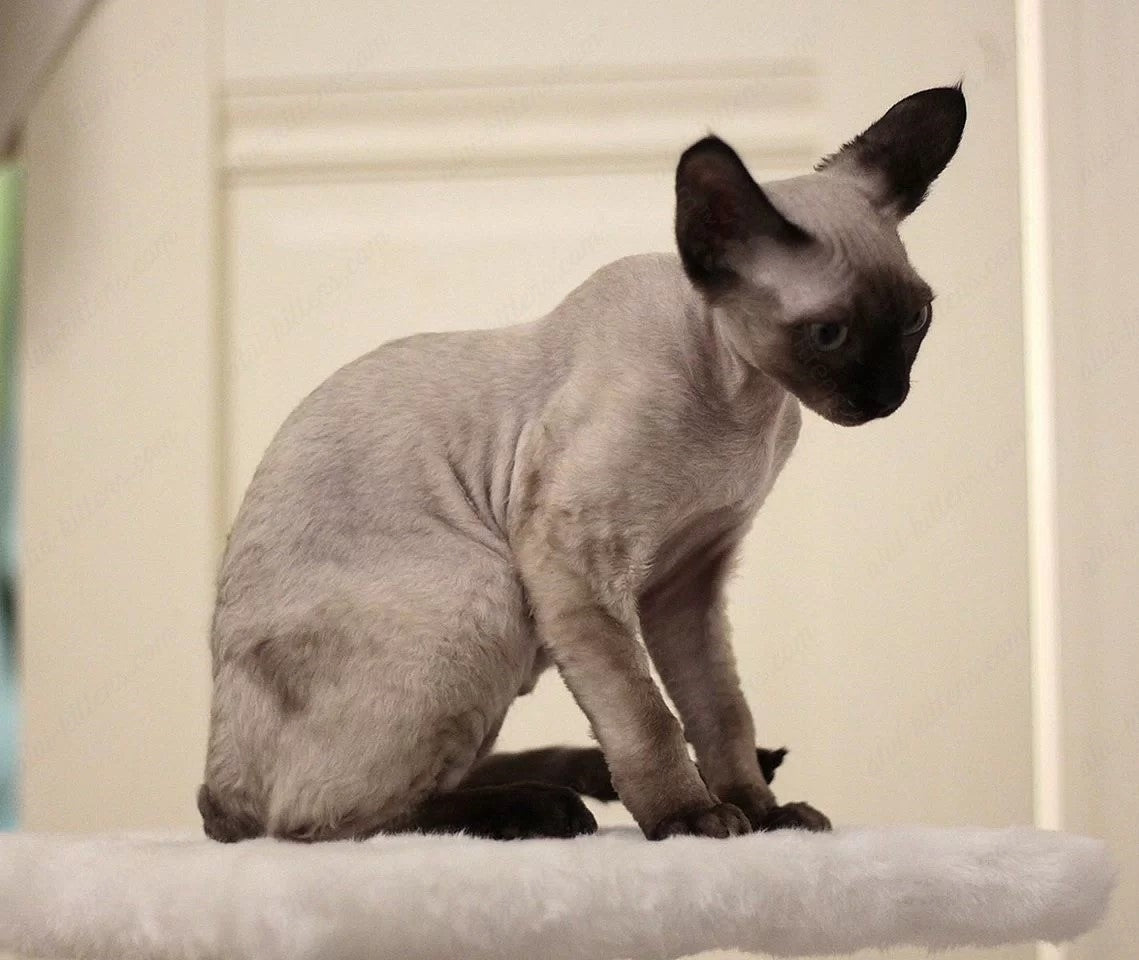 Devon rex kitten name "DRm-001"