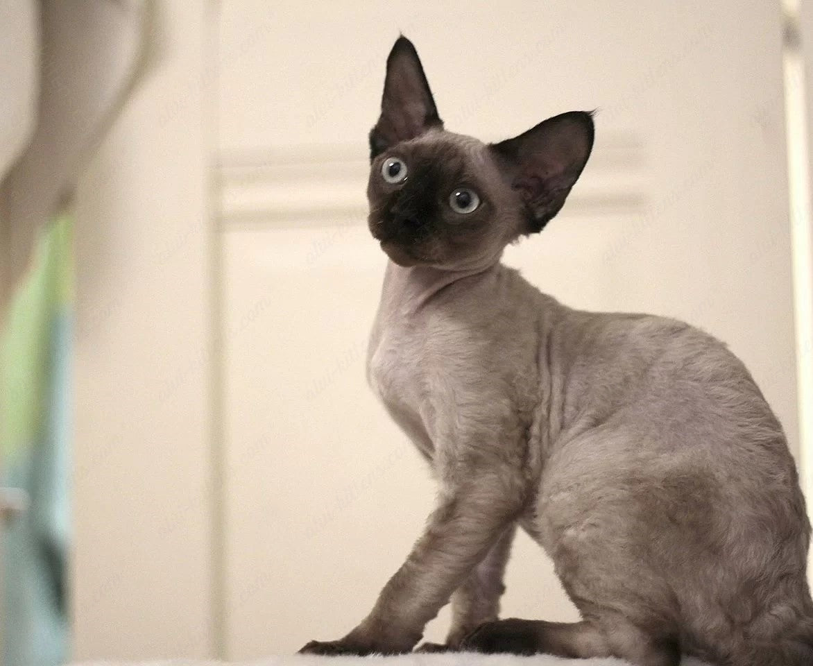 Devon rex kitten name "DRm-001"