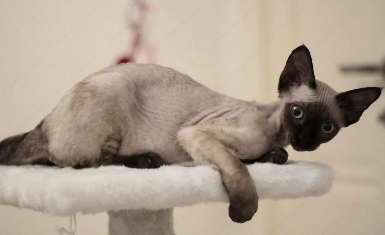 Devon rex kitten name "DRm-001"