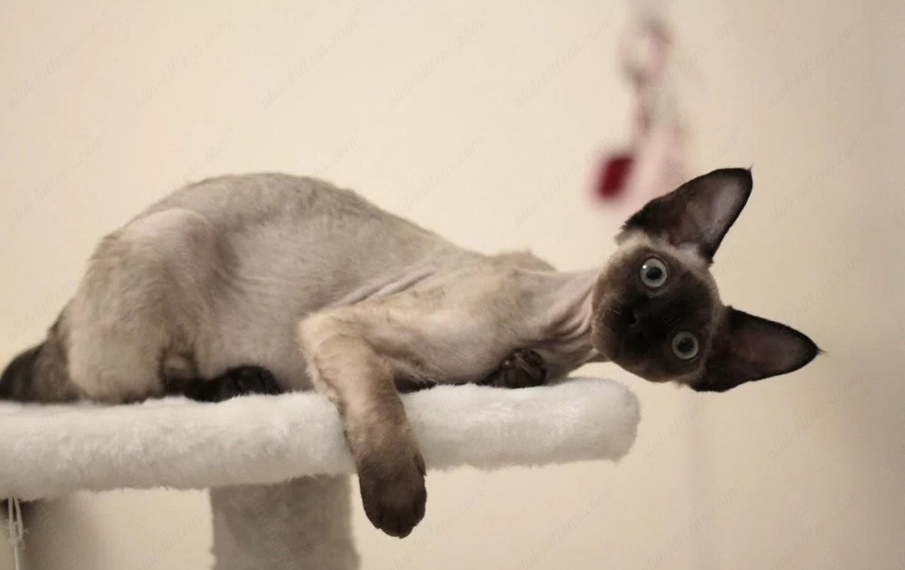 Devon rex kitten name "DRm-001"