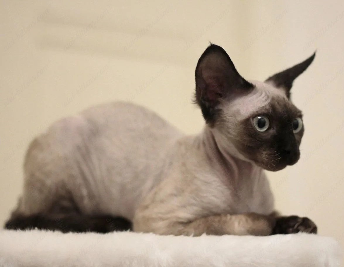 Devon rex kitten name "DRm-001"