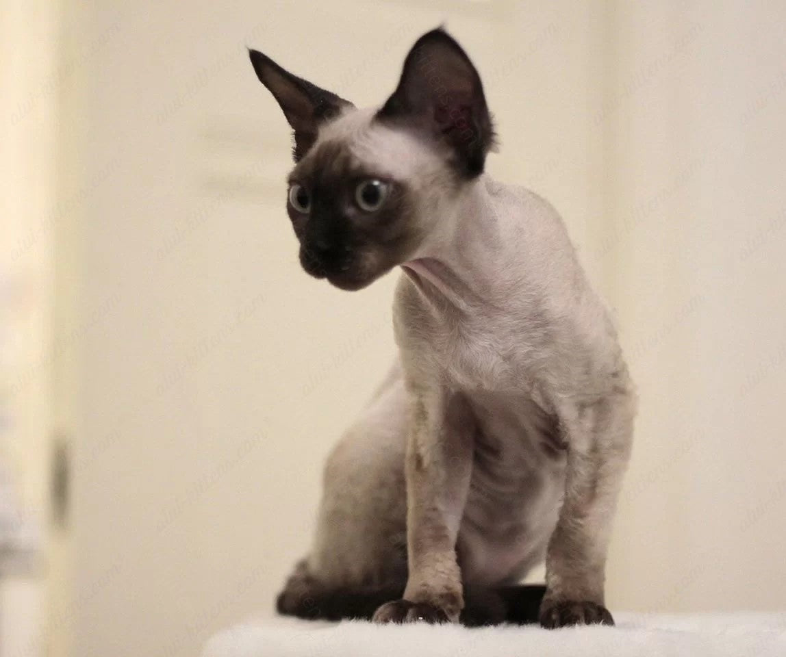 Devon rex kitten name "DRm-001"
