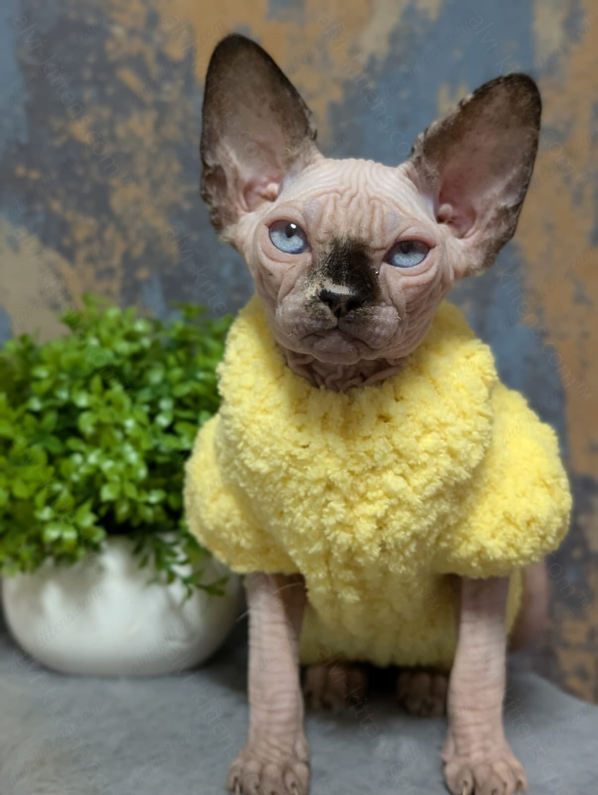 Canadian Sphynx Kitten "CSf-021"
