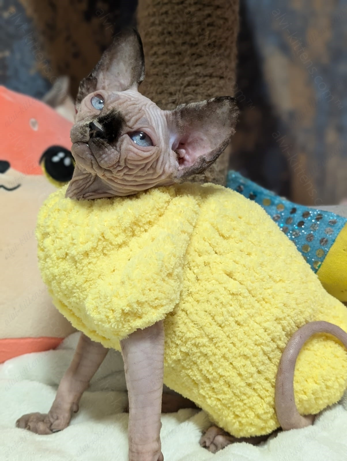 Canadian Sphynx Kitten "CSf-021"