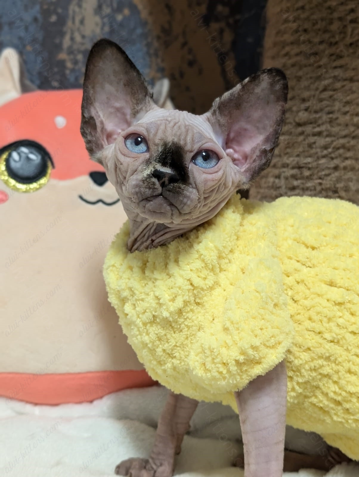 Canadian Sphynx Kitten "CSf-021"