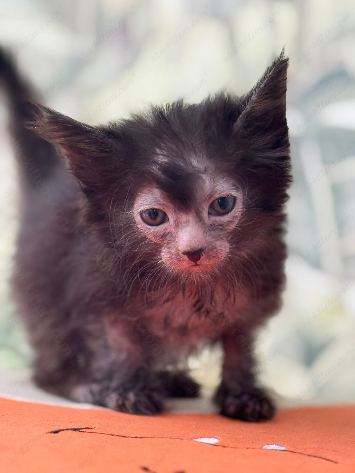 Lykoi Kitten Name "Vf-03"