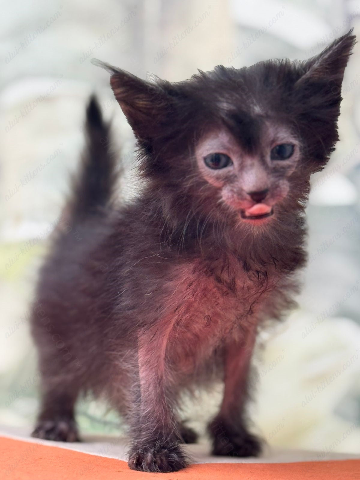 Lykoi Kitten Name "Vf-03"