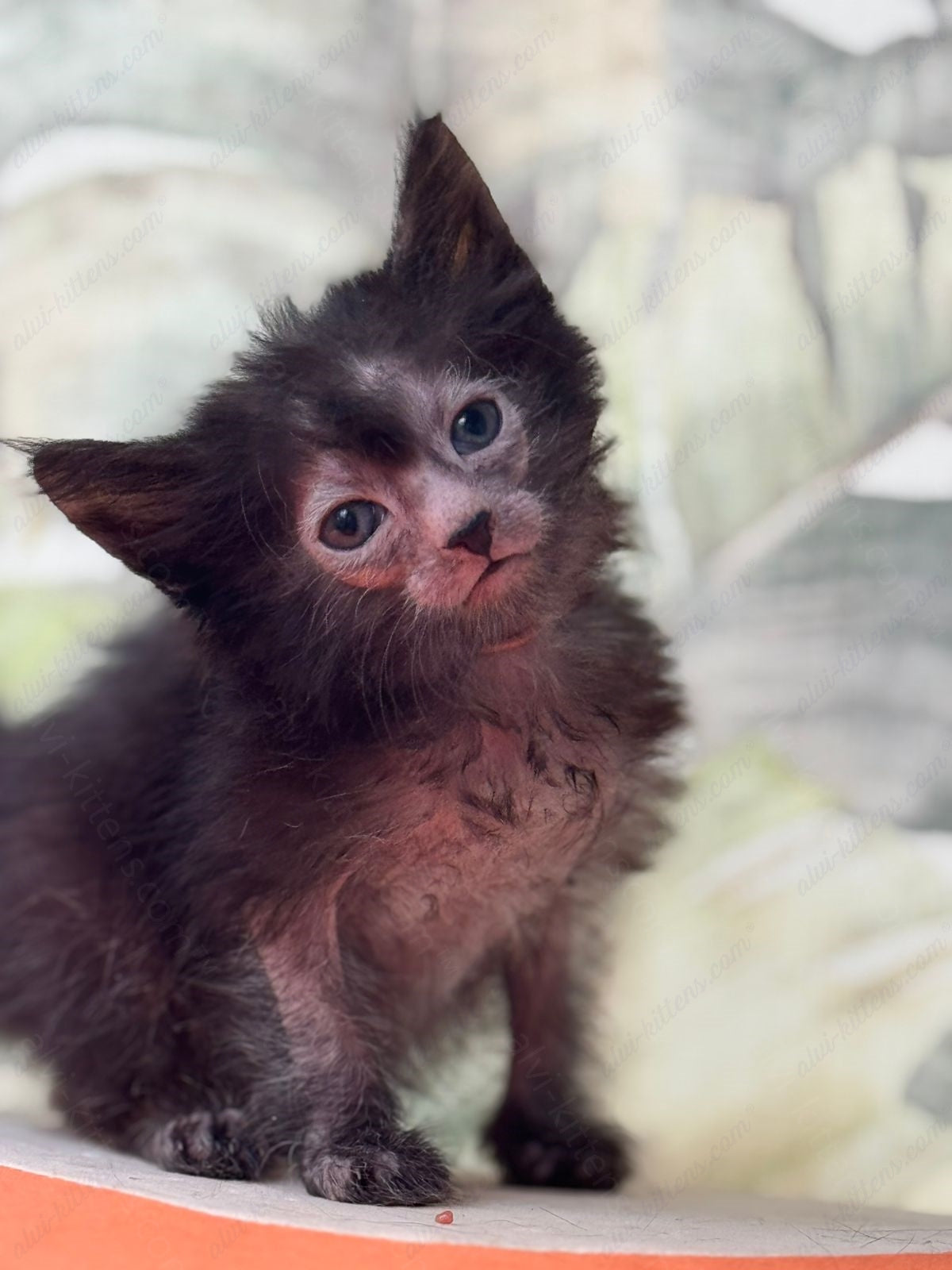 Lykoi Kitten Name "Vf-03"