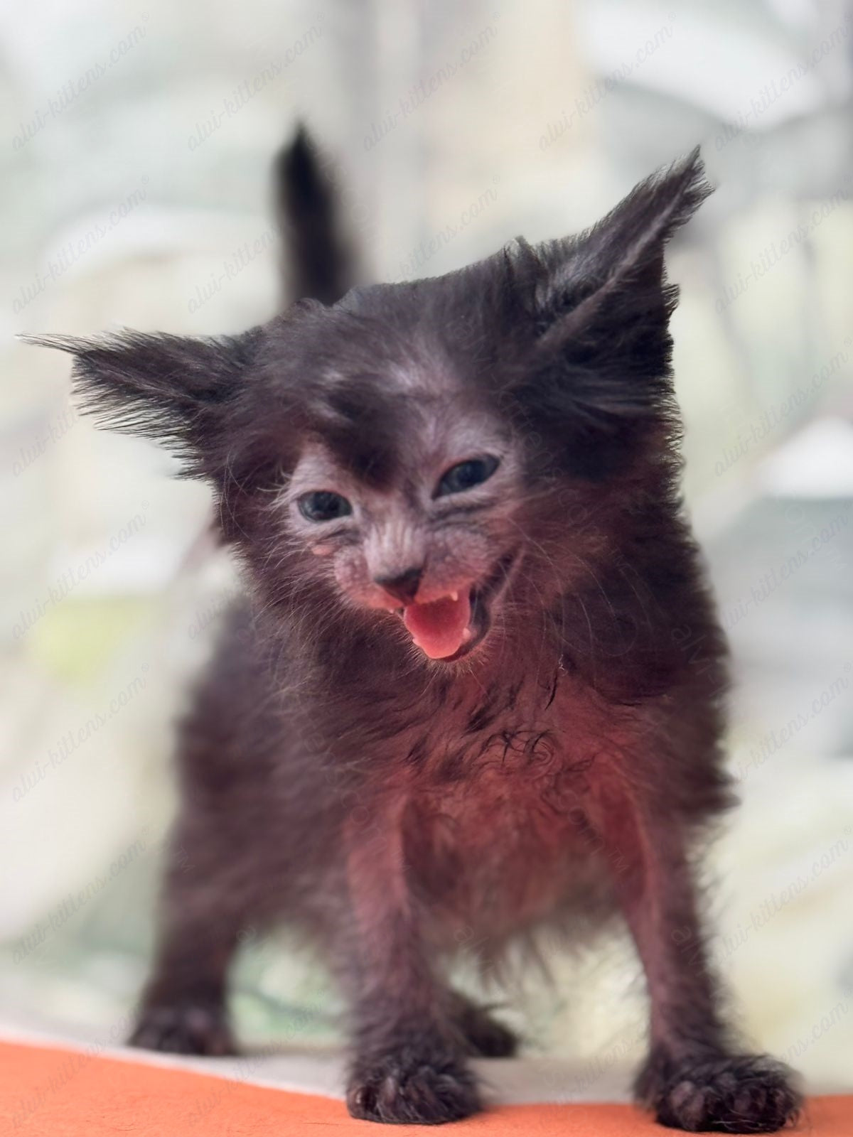 Lykoi Kitten Name "Vf-03"
