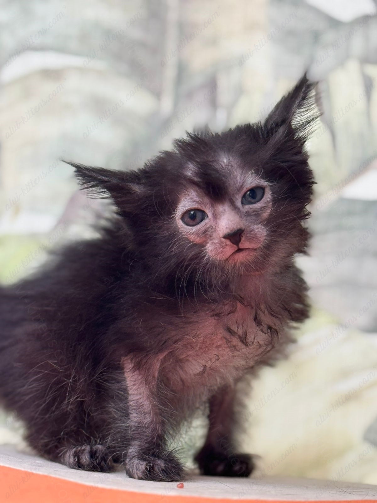 Lykoi Kitten Name "Vf-03"