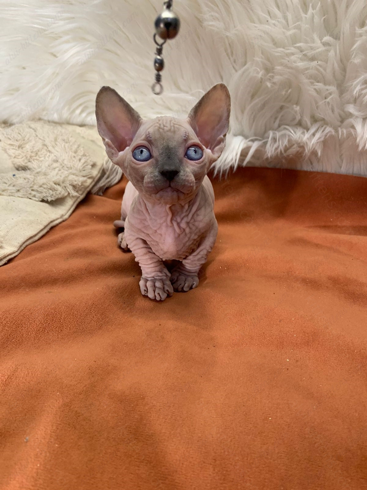 Bambino Kitten Name "Bf-06"
