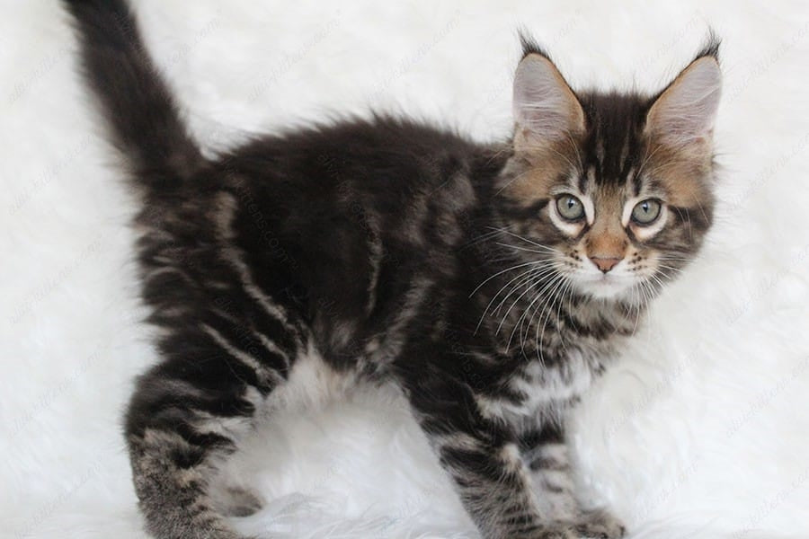 Maine Coon Kitten Name "Prince"