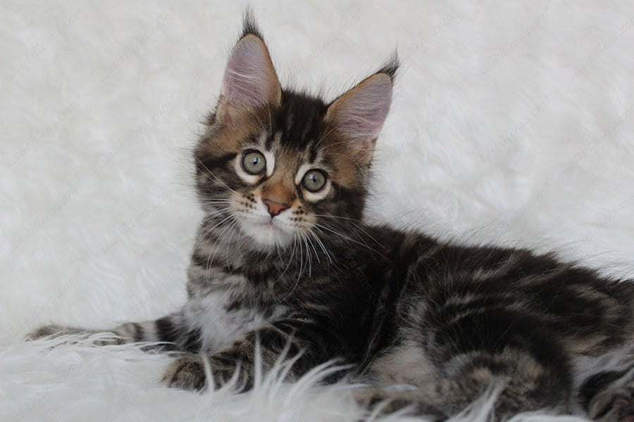 Maine Coon Kitten Name "Prince"