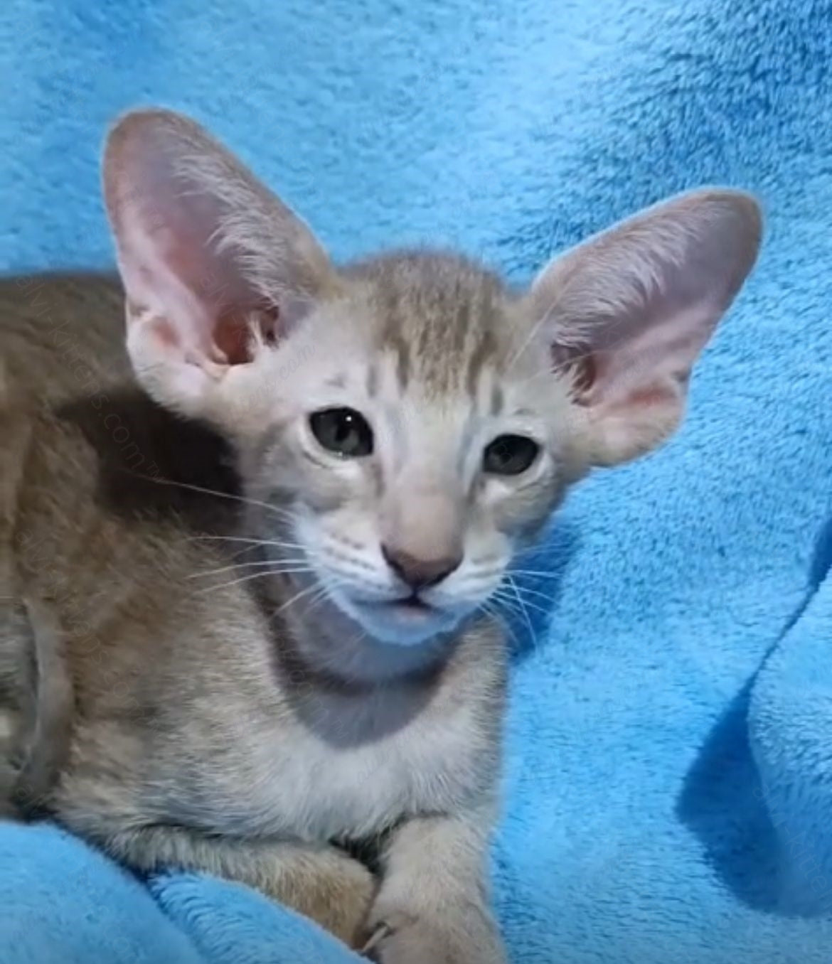 Oriental kitten name "ORf-005"