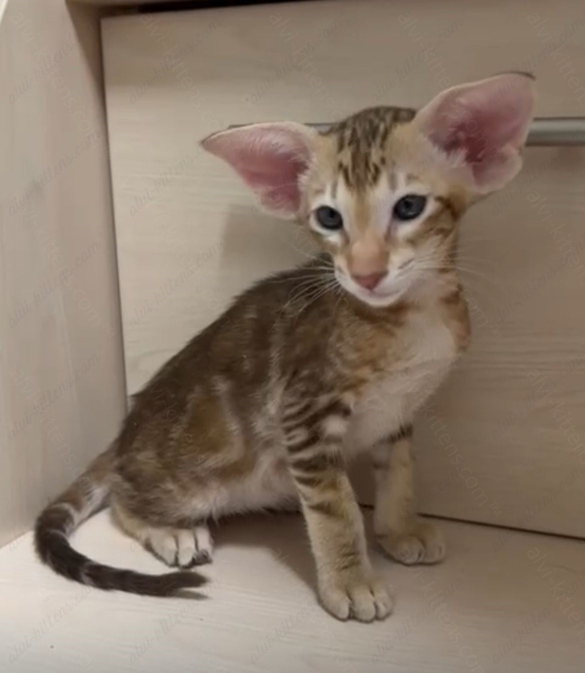 Oriental kitten name "ORm-025"