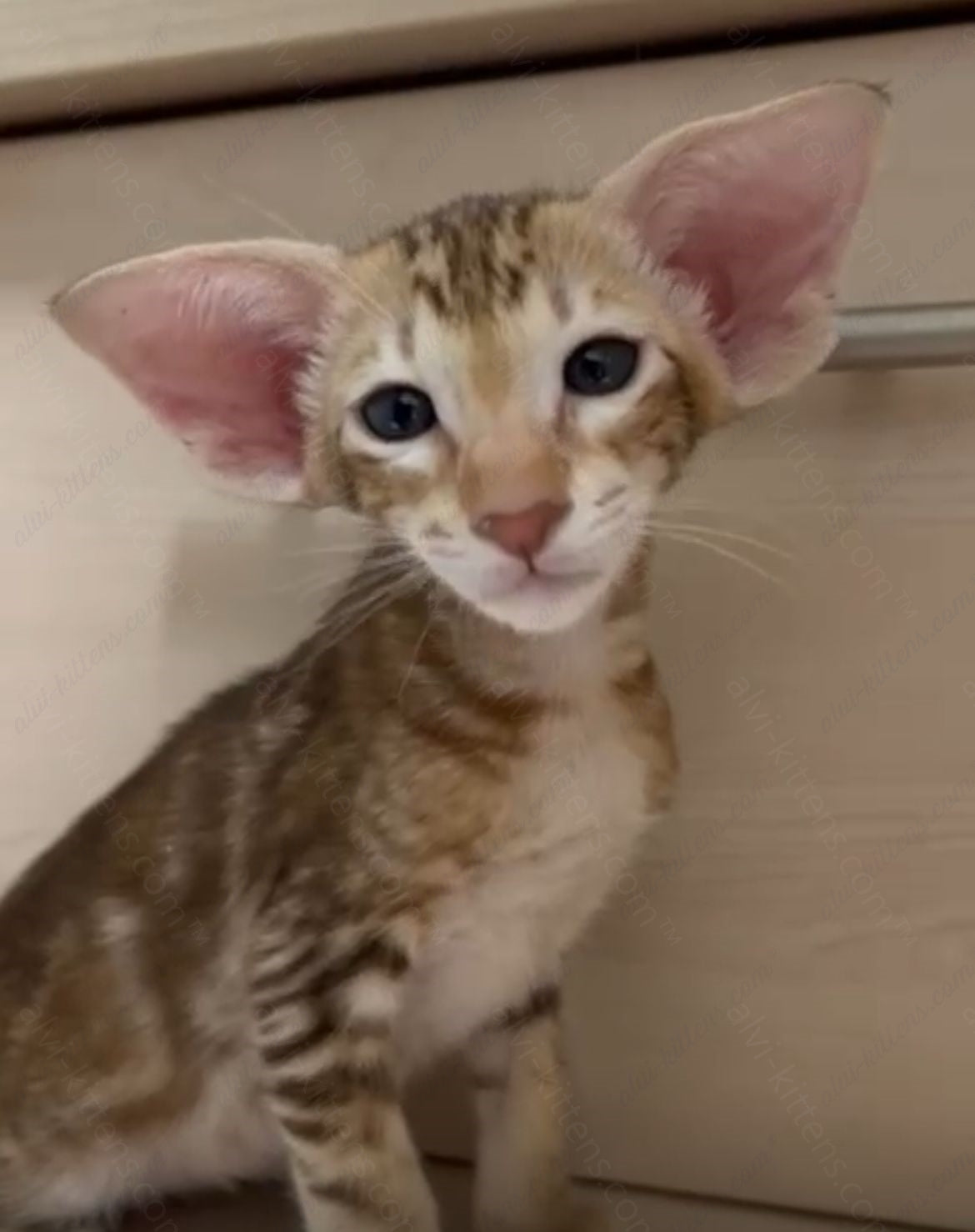 Oriental kitten name "ORm-025"