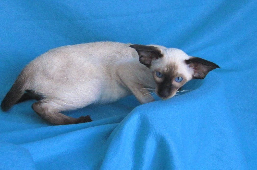 Oriental kitten name "ORm-026"
