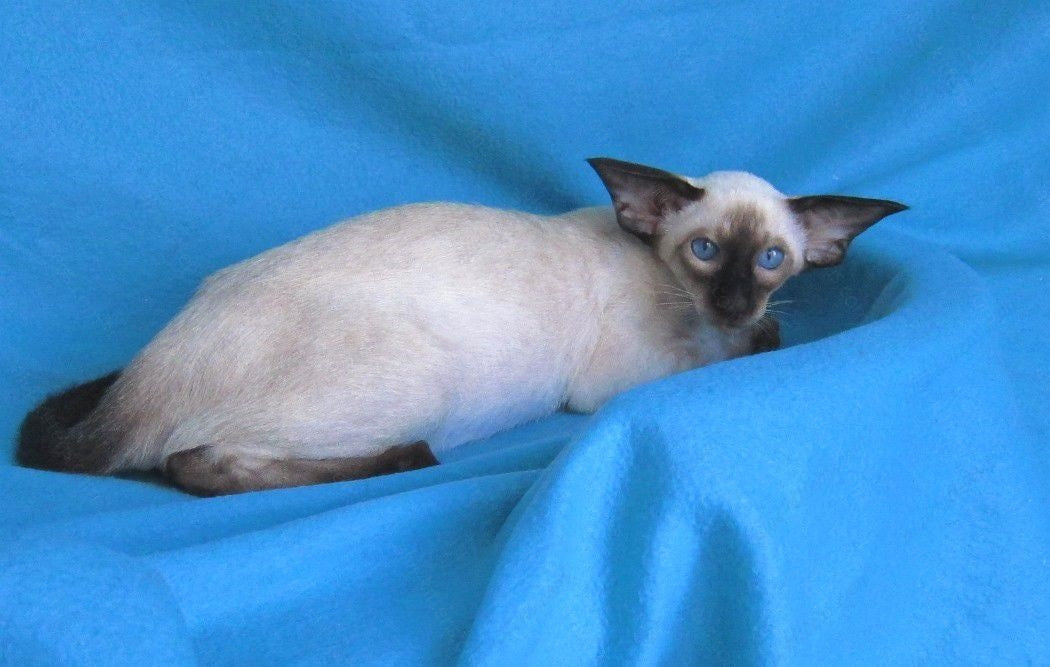 Oriental kitten name "ORm-026"