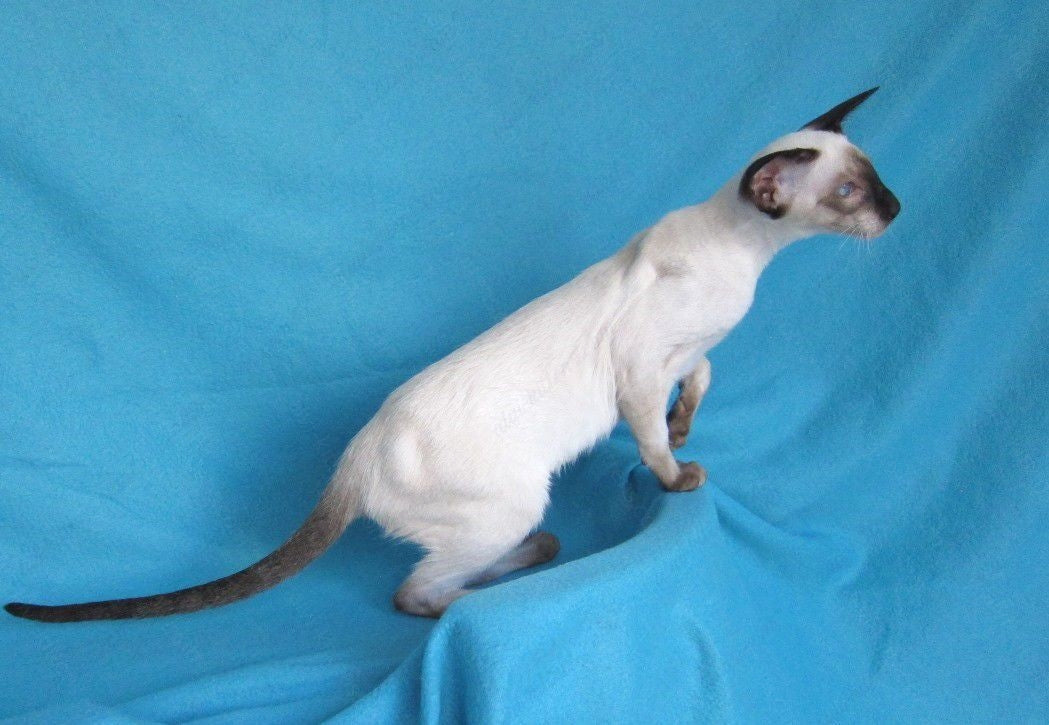 Oriental kitten name "ORm-027"