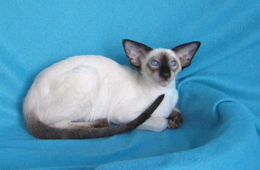Oriental kitten name "ORm-027"