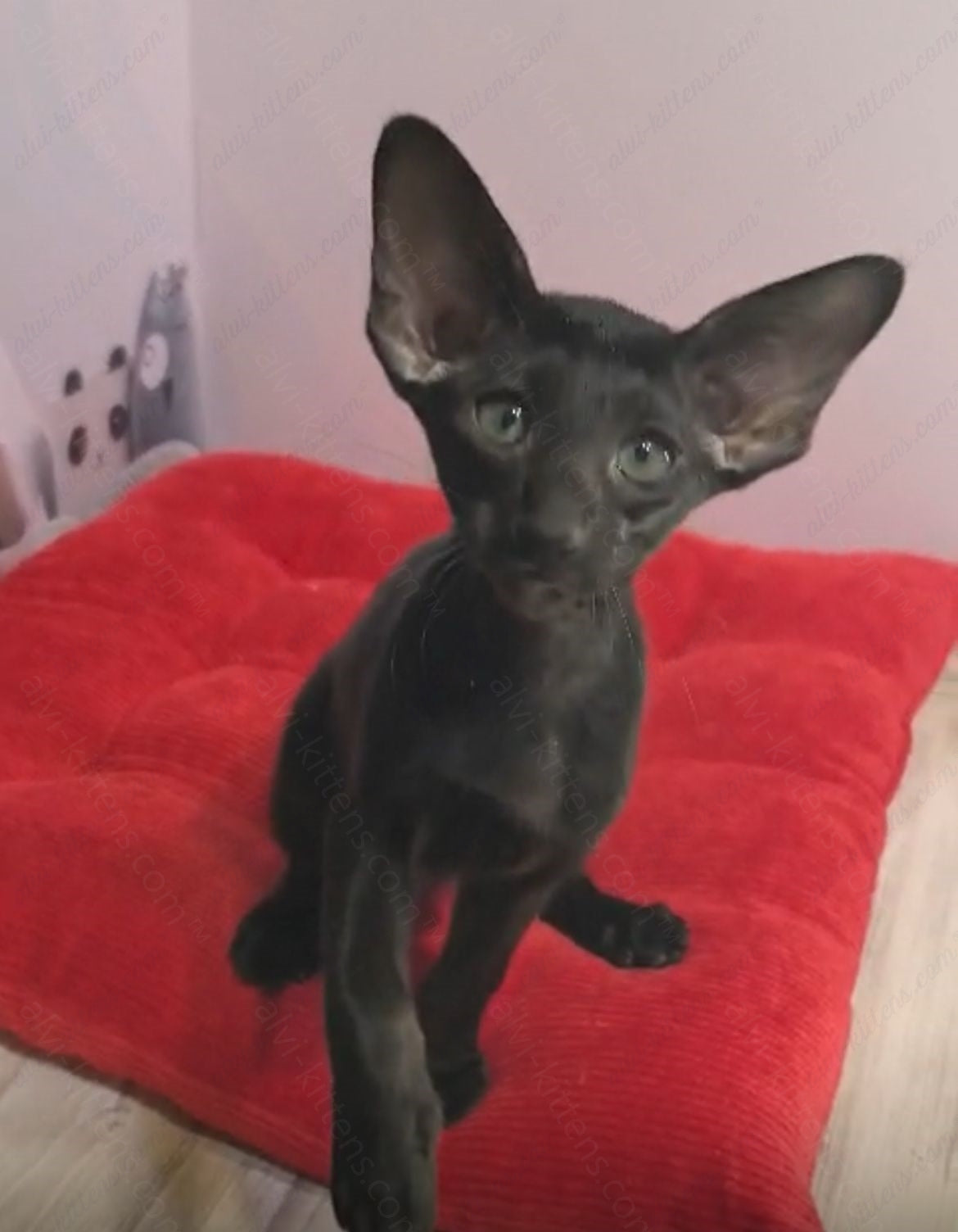 Oriental kitten name "ORf-008"