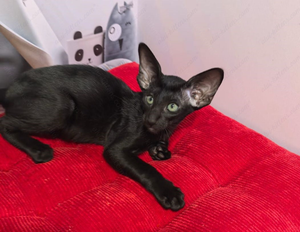 Oriental kitten name "ORf-008"